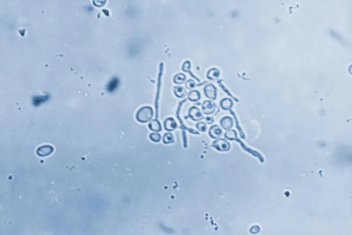 Photomicrographie de Candida albicans montrant des tubes germinatifs, 1972.