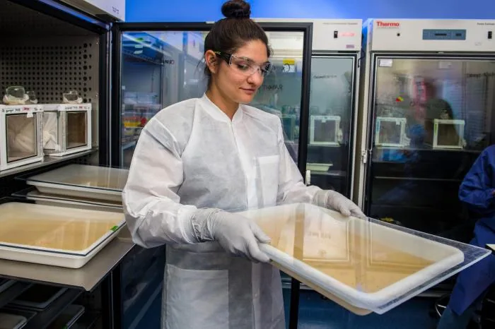 Entomologiste examinant des larves dans un laboratoire du CDC, 2020.