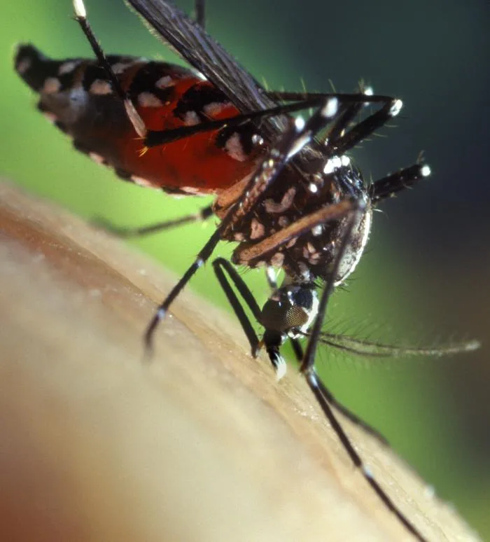 Femelle Aedes albopictus prenant un repas sanguin, photographiée en 2002.
