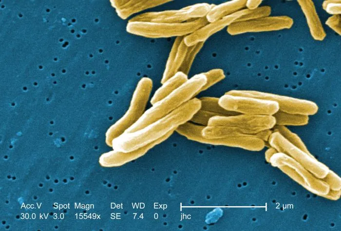 Mycobacterium tuberculosis en microscopie électronique à balayage, image colorisée, 2006.