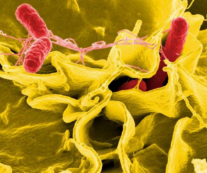 Bactéries Salmonella au contact d’une cellule immunitaire, microscopie électronique colorisée, 2011.