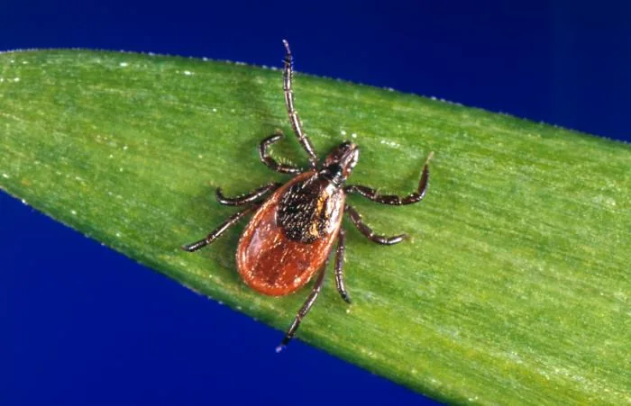Vue dorsale d’une femelle Ixodes scapularis.